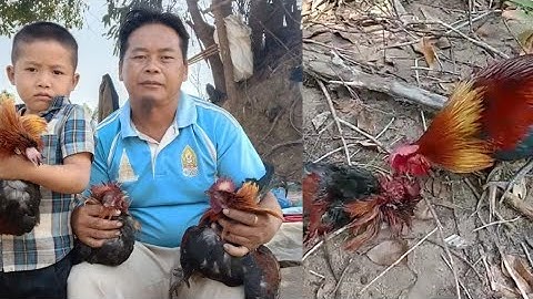 dib qaib qus tuaj zoo heev 25/2/2022