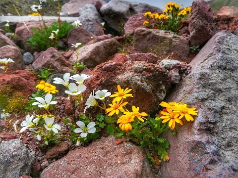 ხორისარის უღელტეხილი