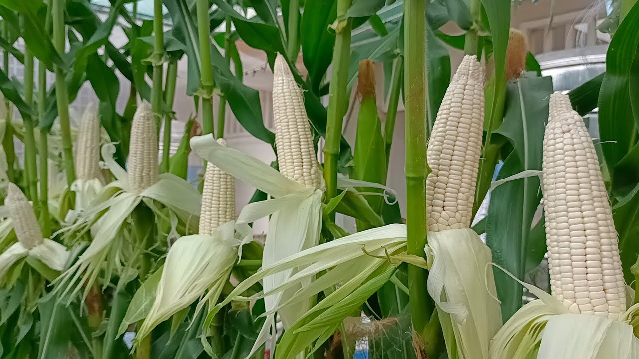 How to Grow Sweet Corn at Home