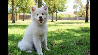 Can Dogs Kill Coyotes? Size, Breed, and Safety Explained