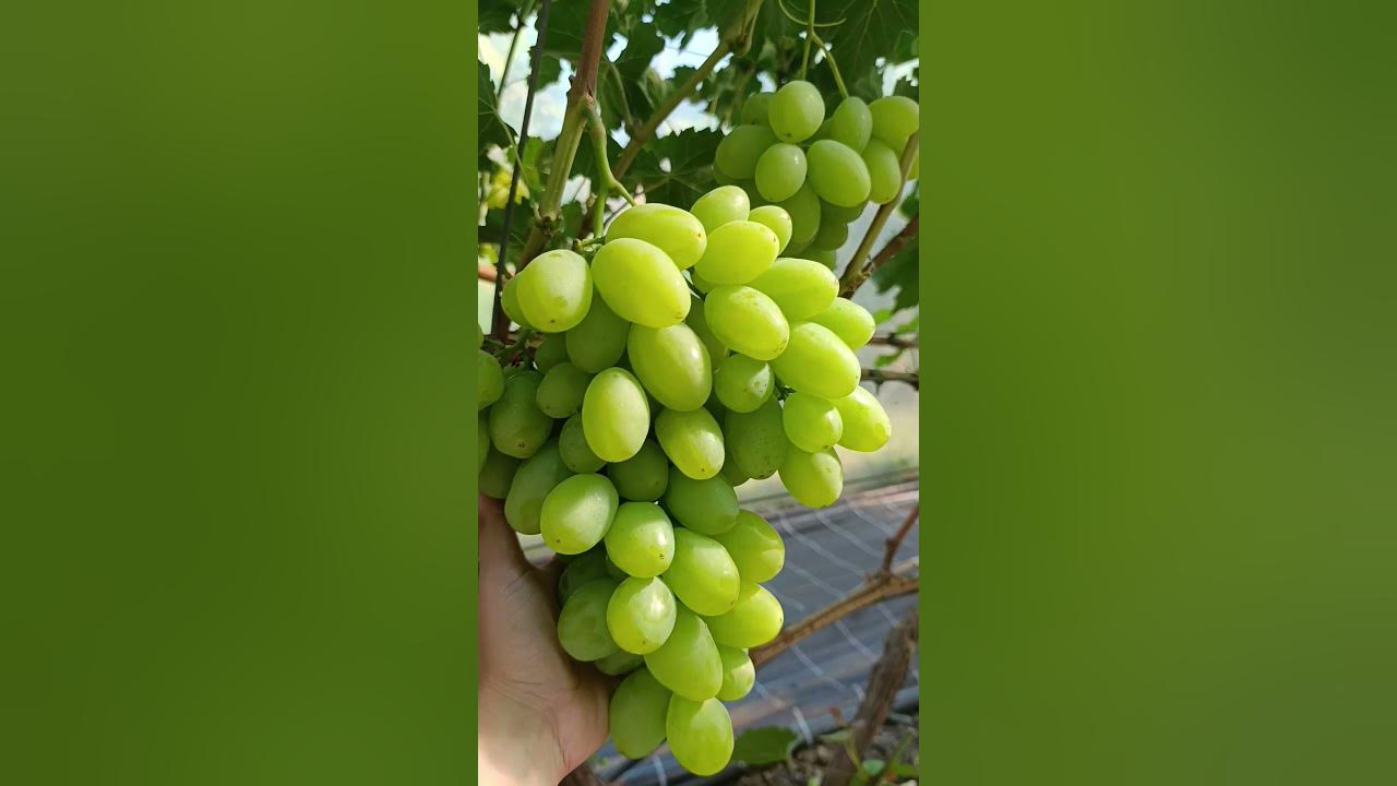Виноград Буба - YouTube
