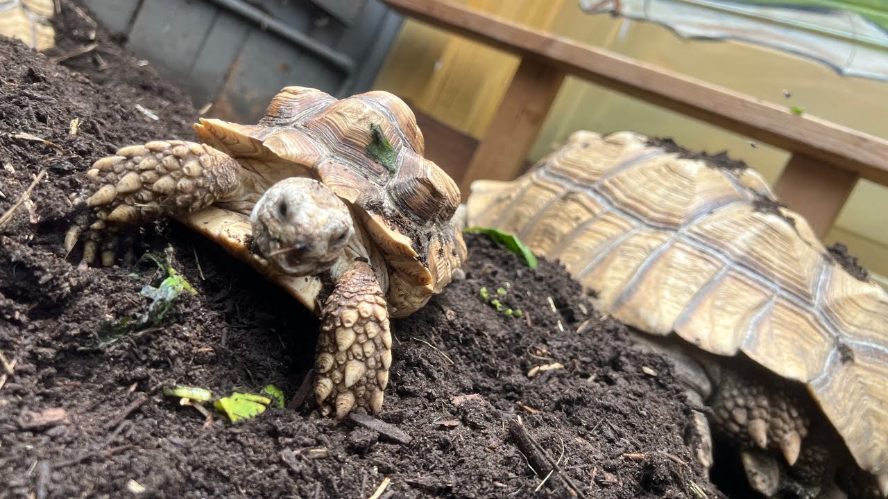 Dwarf 2 pound African Sulcata “Bean” is 70 pound Diggah’s biological Sister!