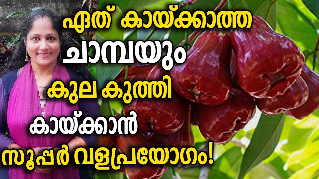 ഏത് കായ്ക്കാത്ത ചാമ്പയും കുല കുത്തി കായ്ക്കാൻ   | Chamba Krishi Tips Malayalam