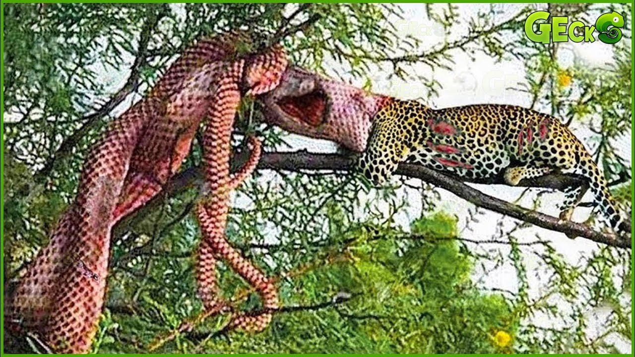 30 Crazy Moments! Final Battle Between Python Vs Leopard, What Happened ...