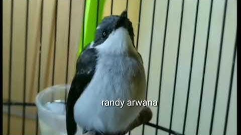 harga terbaru burung jinjing batu edisi Januari 2024