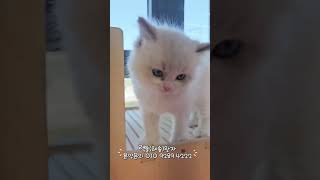 #랙돌#씰바이랙돌#cat#cute#ragdoll#야옹아멍멍해봐세종점