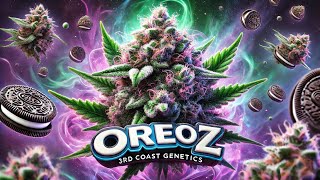 Bonsanto Pikendi Box / Stealth Homegrow with the OreoZ