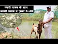 Fish Farming के साथ Goat Farming का Side Business | Pangasius Fish Farming In Pond | Bakri Palan