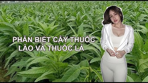 Thuốc Lào Và Thuốc Lá Khác Nhau Như Nào ?