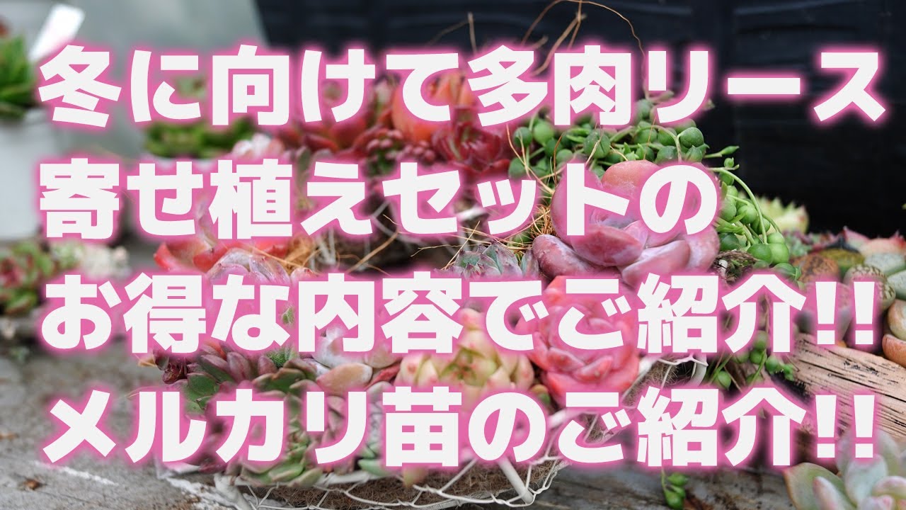 3999➡3300円20cm 壁掛けOK 大きな多肉リース❤ 寄せ植え Clear Wreath』澄んだリース 多肉植物 多肉寄せ植え Horticulture