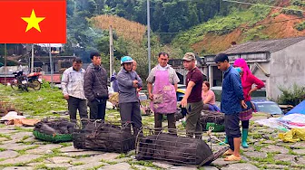 Muong Khuong Market - Are These Adorable Dogs Sold Or Meat