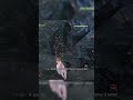 MH Wilds: Charge Blade until GOOD P.3