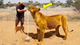 Man Saves A Dying Lioness, And 5 Years Later Something Shocking Happens!
