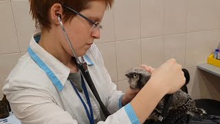 Inspection of Iva the hawkowl at the vet. Lots of anger from an owl!