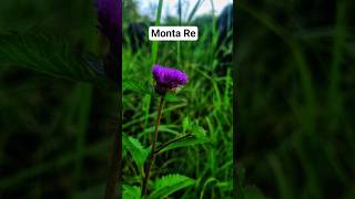 Kagaz ke do pank le ke| Monta Re| swanand Kirkire| Amitabh Bhattacharya #shorts #ytshorts #trending
