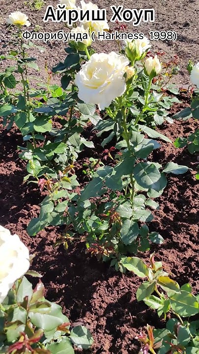 Роза Айриш Хоуп - Irish Hope (Harkness Великобритания, 1998) - YouTube