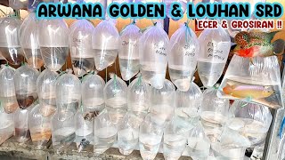 ARWANA GOLDEN & LOUHAN‼️UPDATE HARGA ARWANA & LOUHAN || PASAR IKAN HIAS PARUNG‼️