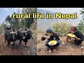 Village life in nepalmukbang entertainment villagevlog rurallife enjoy