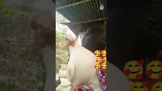 আমার  কবুতর ও আমিyoutubeshorts videos pigeon bird gopalganj