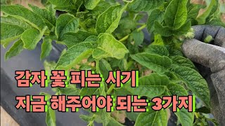 감자꽃 피는 지금 꼭 해주어야 되는 3가지 #감자 #감자순치기 #북주기 #추비 #감자꽃