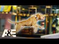 Creasy The Pit Bull's AMAZING Run Sets New Combine Record | America's Top Dog | A&E