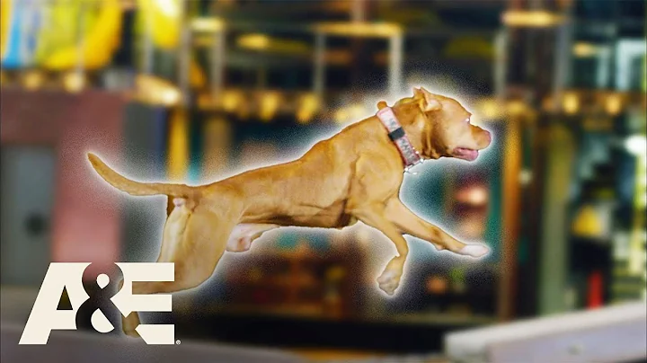 Creasy The Pit Bull's AMAZING Run Sets New Combine...