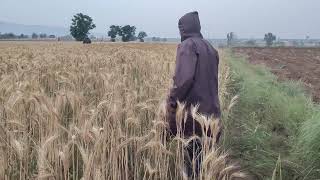 Bater ka Shikar Jall aur Rassi k Sath / Quail Hunting with Net and Rope @ExplorePotohar