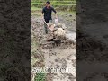 ASMR farming #farming