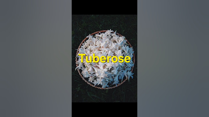 Scent Notes: Tuberose