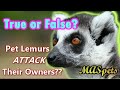 Owning a Pet Lemur Myths | True or False!
