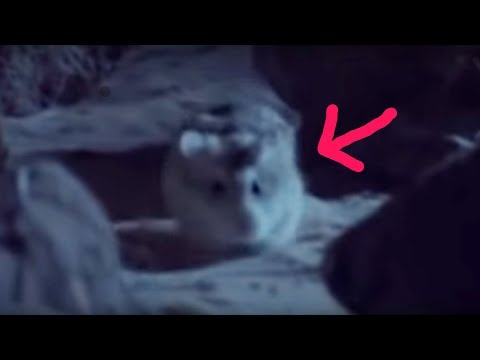 Video: Môi Trường Sống Của Hamster: Hamster Sống ở đâu