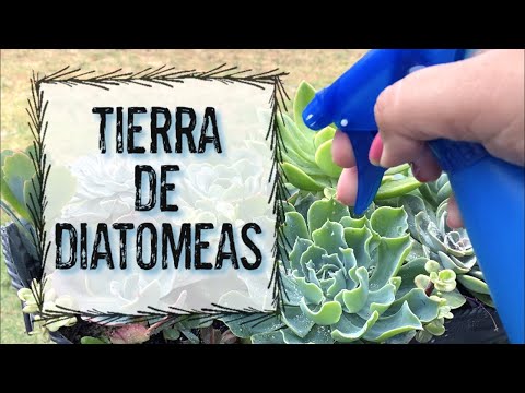 Vídeo: Com s’utilitza la terra de diatomees en una planta en test?