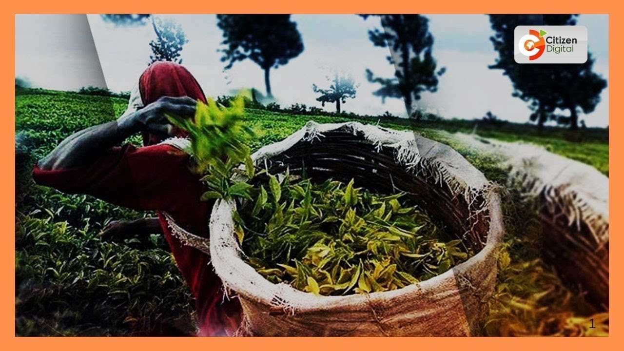 Bomet farmers raise concerns over disparities in bonus prices