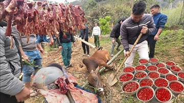 Bố vợ em thơm thịt bò thả rừng mời cả bản làng