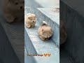 Lovely funny dogs