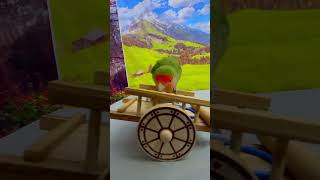 Bird Training : Smart Lovebird Parrot | Smart Little Cute Parrot #Training #Smartparrot #Cute