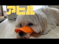 アヒル口になってしまった犬【ポメプー】口輪