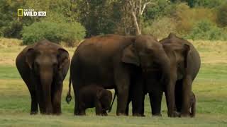 Шри-Ланка . Мир 🌍 Диких Животных. Дикая Природа. Часть 2 (Фильм Из 3-Х Частей)