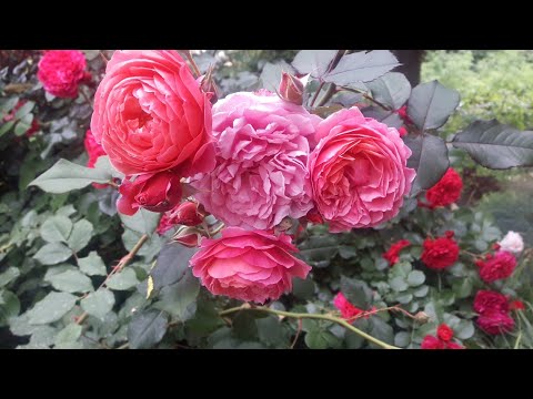 Video: Роза дат
