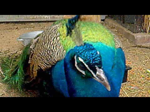 Футаж Павлин. Красивые Павлины. Птица Павлин. Павлины Видео. Павлины Самец и Самка. Видеофутажи