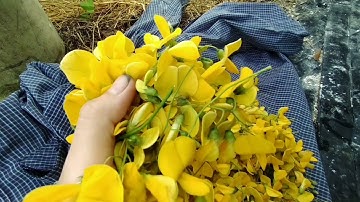 Mùa nước nổi Miền Tây - Cá Linh kho lạt chấm bông điên điển