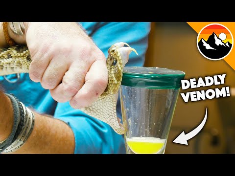 Deadliest Job in America - Snake