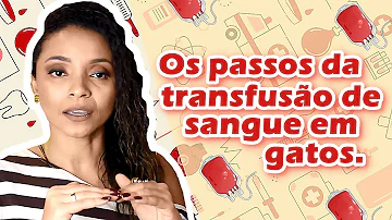 Quanto custa uma transfusão de sangue em um gato?