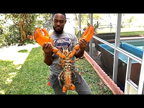 Лобстеры/Lobsters | Почему они такие дорогие ?