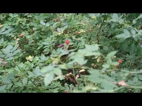 Шиповник / Briar