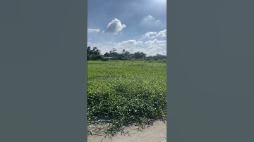 Đất Cần Giuộc / 811m2 Đất Lúa Sổ Hồng Riêng Mặt Tiền Đường Xe 16 Chổ Làm Nhà vườn Hết Sảy