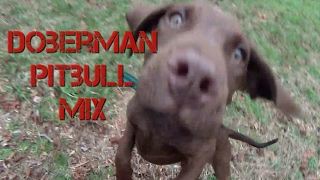 Play time with Doberman Pitbull mix