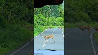 Rare view of wild Deer crossing the road #wildlifephotographers #animalphotography