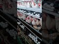 amazing Poultry farm #shorts #poultryfarming