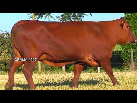 LOTE 46 - GRAMA 4597 (PACOTE EMBRIÃO)